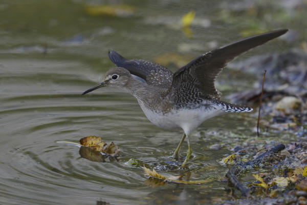 Solitary Sandpiper