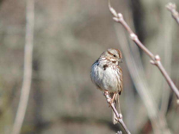 Song Sparrow