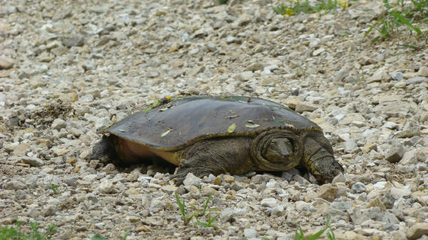 Spiny Softshell Turtle