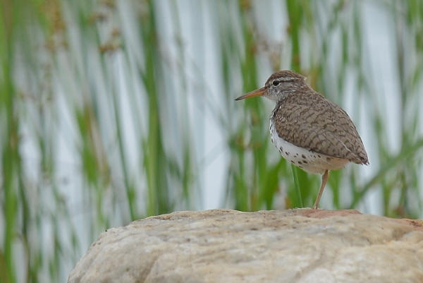 Spotted Sandpiper