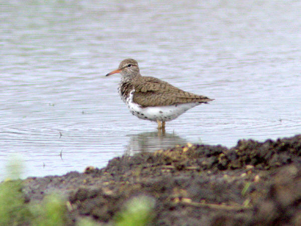 Spotted Sandpiper