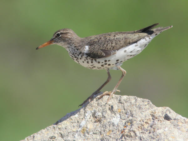 Spotted Sandpiper