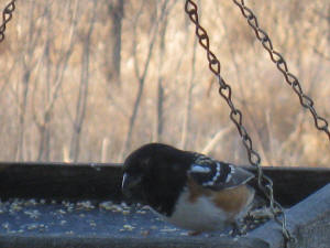 Spotted Towhee