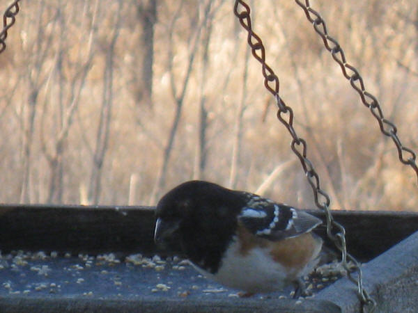 Spotted Towhee