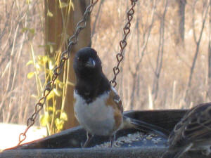 Spotted Towhee