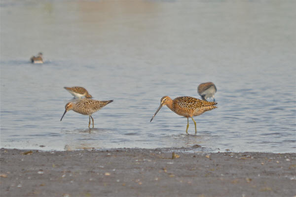 Stilt Sandpiper and Short-billed Dowitcher