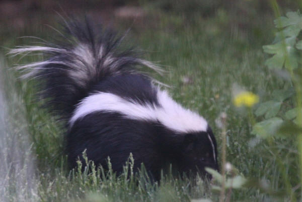 Striped Skunk