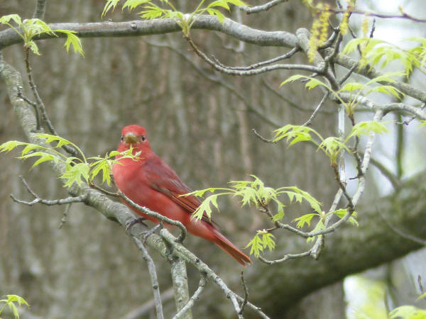 Summer Tanager