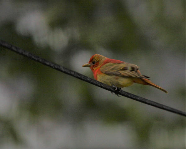 Summer Tanager