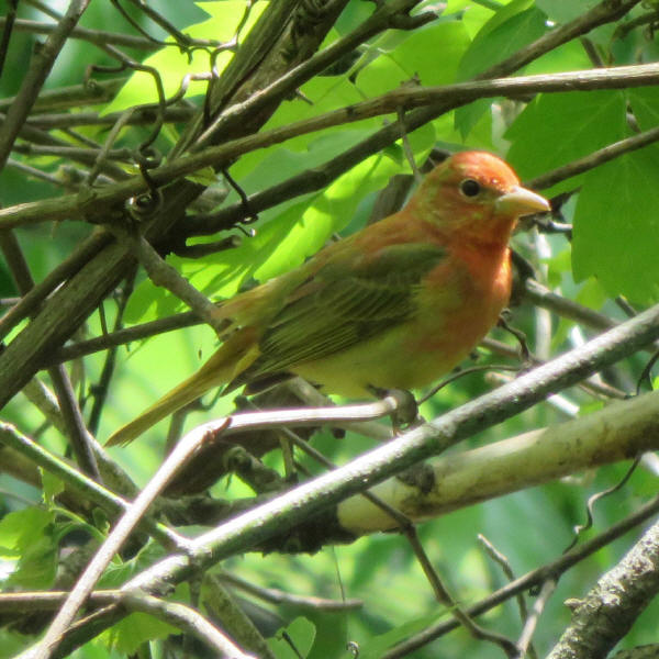 Summer Tanager