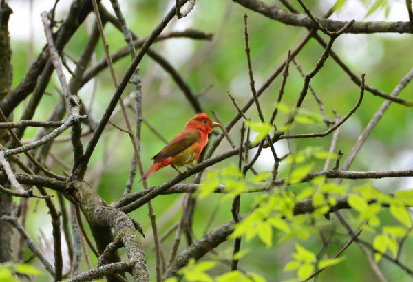 Summer Tanager