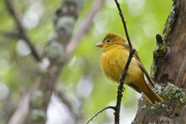 Summer Tanager female