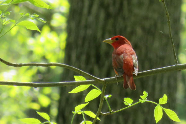 Summer Tanager