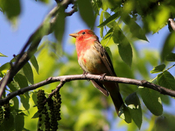 Summer Tanager
