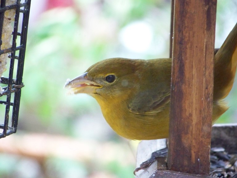 Female Summer Tanager