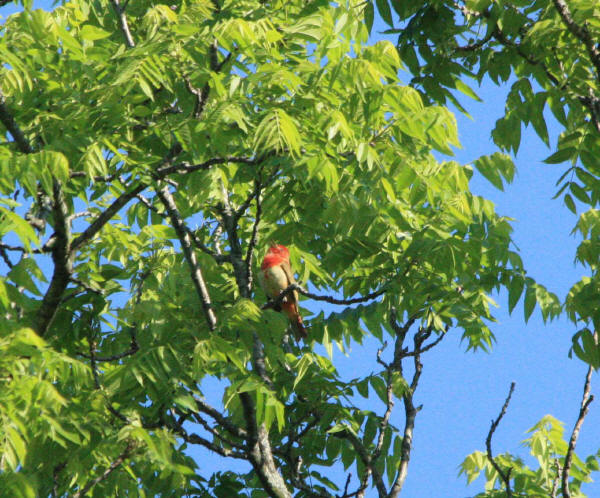 Summer Tanager