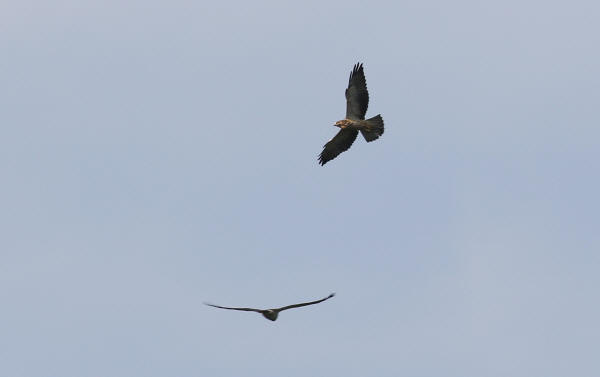 Swainson's Hawks