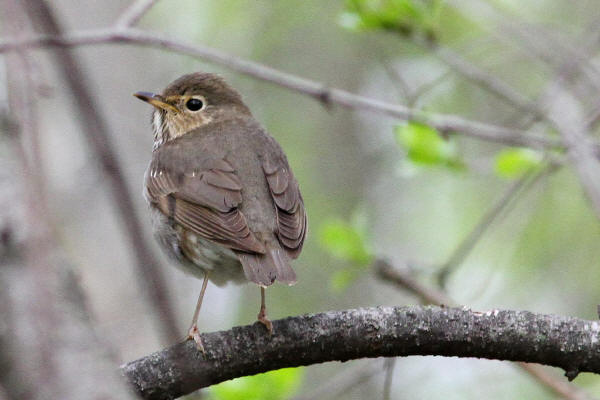 Swainson's Thrush