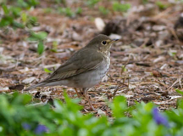 Swainson's Thrush