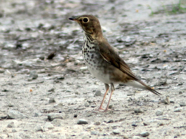Swainson's Thrush