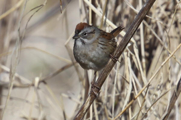 Swamp Sparrow