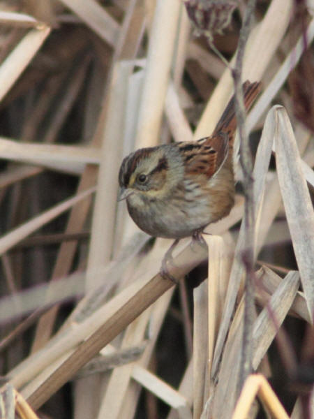 Swamp Sparrow