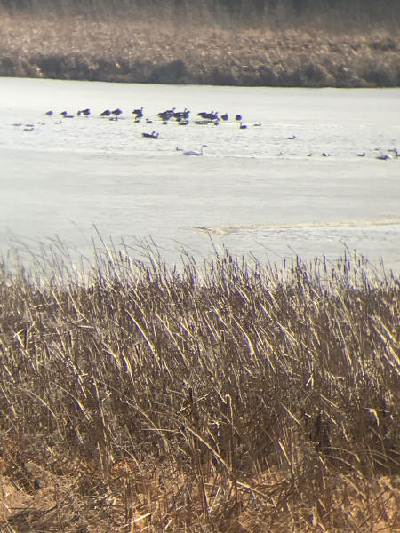Swans
