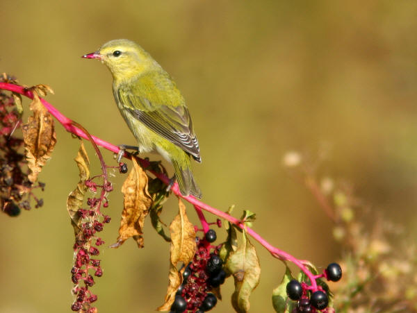 Tennessee Warbler