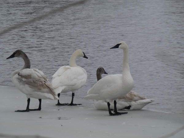 Trumpeter Swans