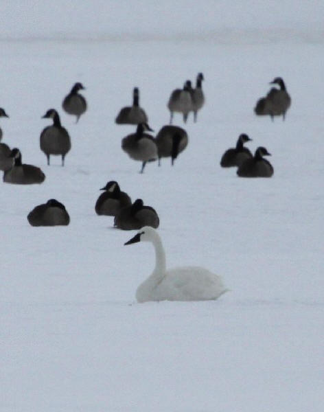 Tundra Swan