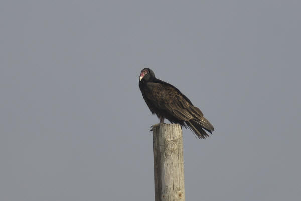 Turkey Vulture