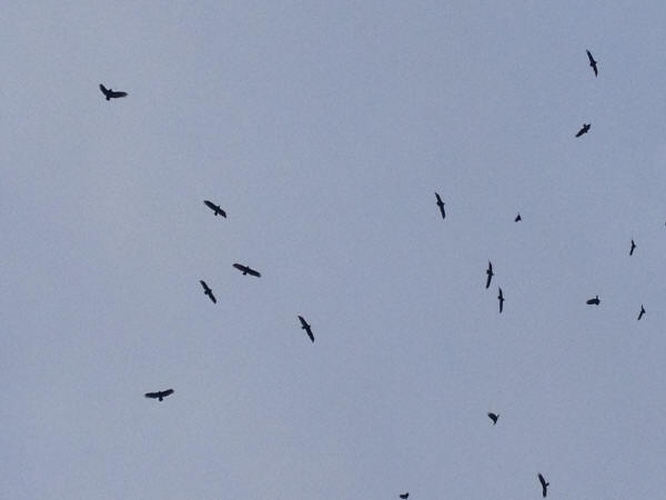 Turkey Vultures
