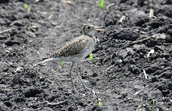 Upland Sandpiper