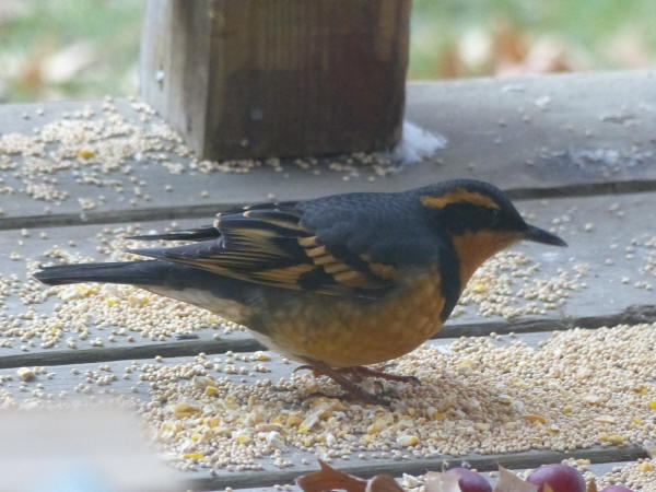 Varied Thrush