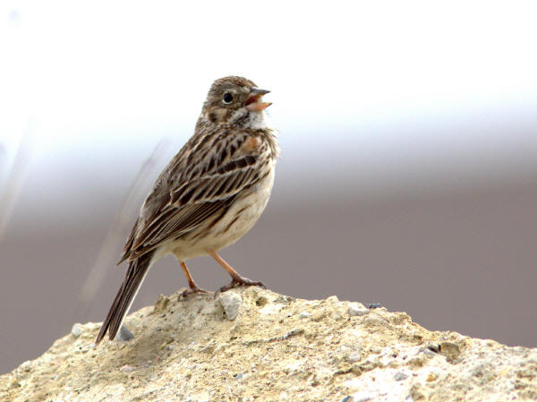 Vesper Sparrow