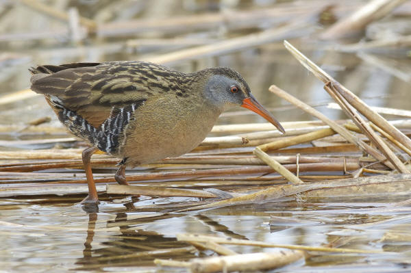 Virginia Rail