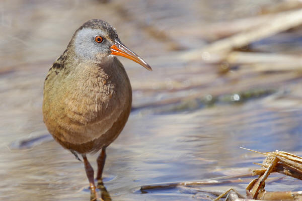 Virginia Rail