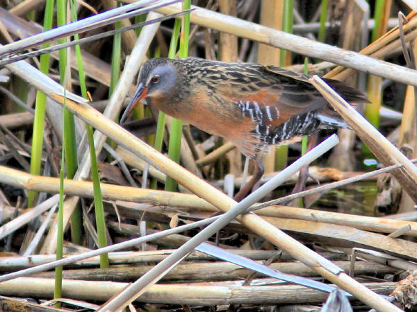 Virginia Rail