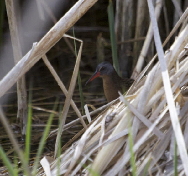 Virginia Rail