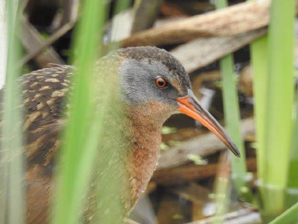 Virginia Rail