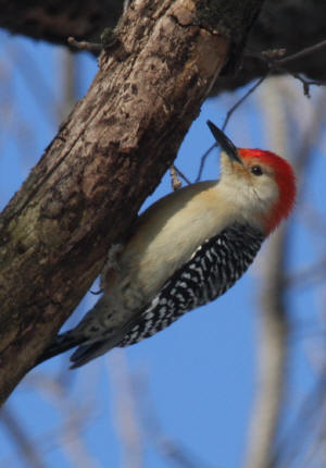 Red-bellied Woodpecker