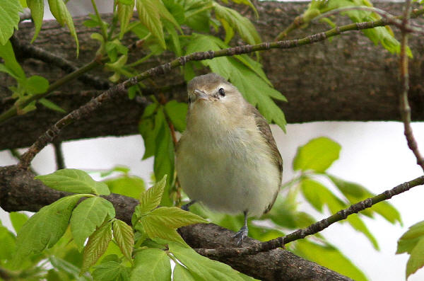 Warbling Vireo