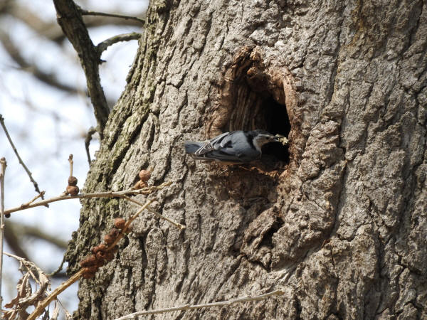 White-breasted Nuthatch
