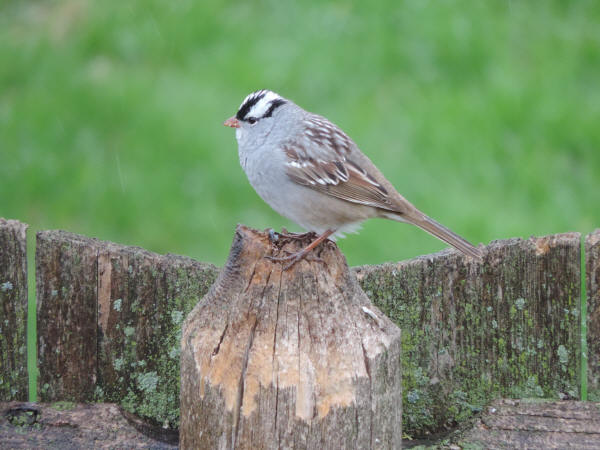White-crowned Sparrow