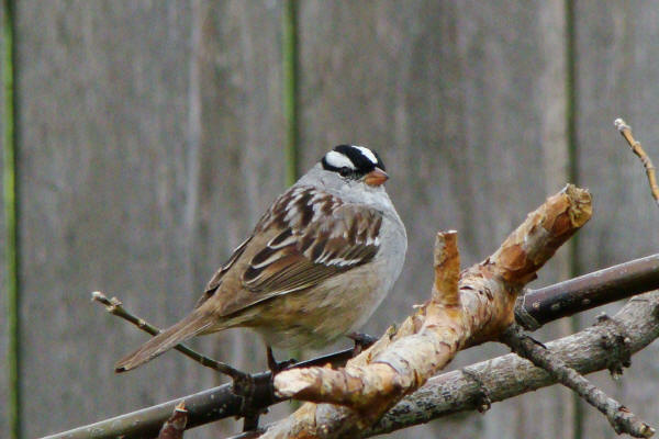 White-crowned Sparrow