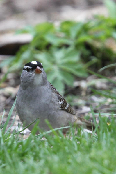 White-crowned Sparrow
