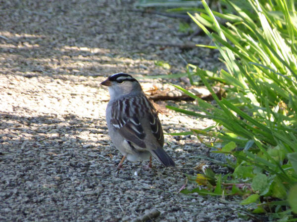 White-crowned Sparrow