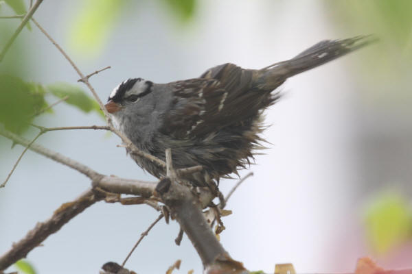 White-crowned Sparrow