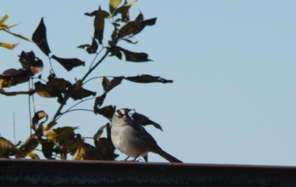 White-crowned Sparrow