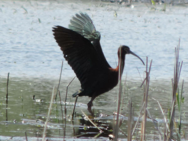 White-faced Ibis